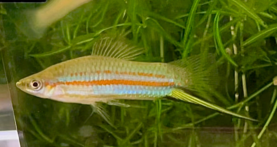 (Threatened),  X. Clemencia, Yellow Swordtail