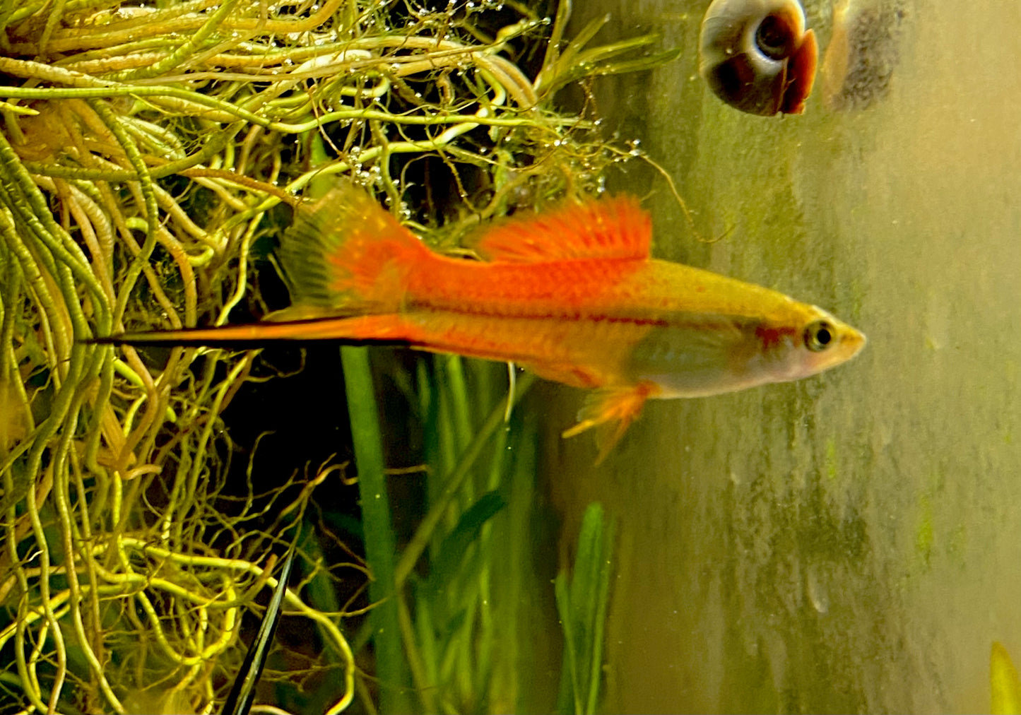 X. Helleri,  Neon Swordtail