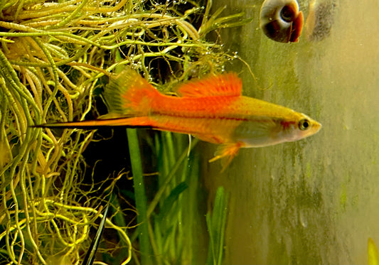 X. Helleri,  Neon Swordtail