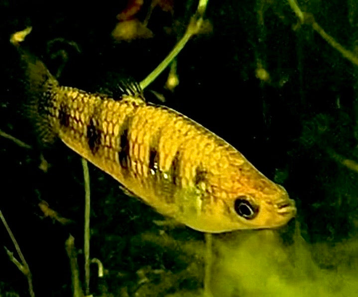 (Critically Endangered)  Tiger Limia (Limia islai)