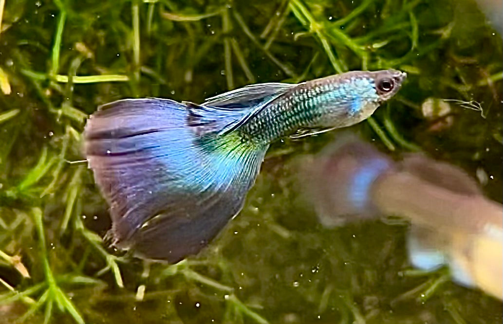 Blue / Green Moscow Delta
