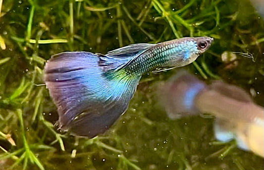 Blue / Green Moscow Delta