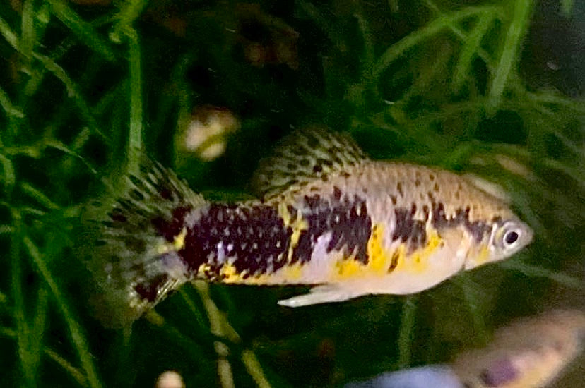 Cuban Banded Limia,  Limia vittata
