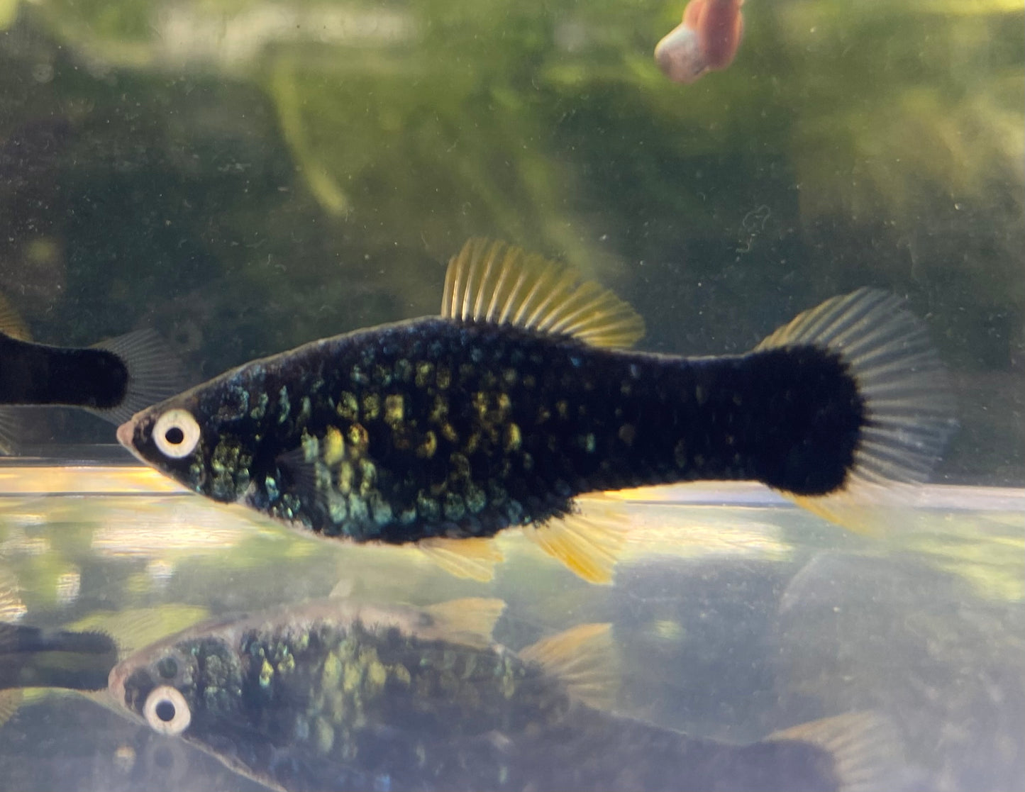 X. Helleri,  Black Swordtail