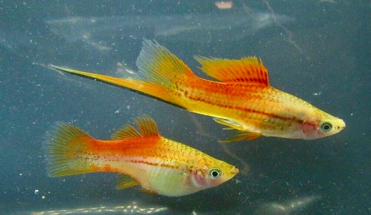 X. Helleri,  Pineapple Swordtail