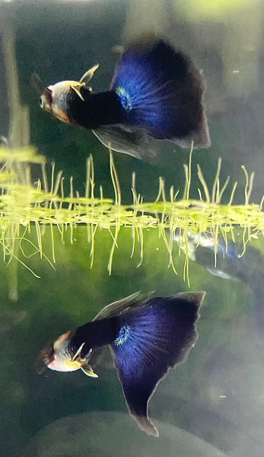 Royal Blush