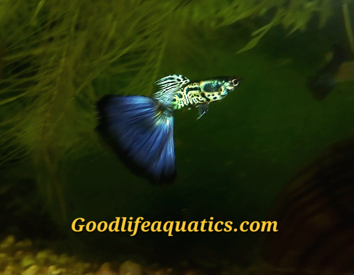 Assorted Fancy Guppy "Discounted"