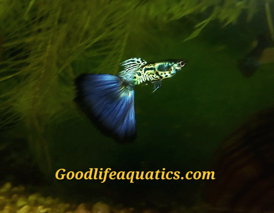 Assorted Fancy Guppy "Discounted"
