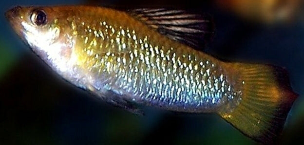 Perugiae's Limia,  Limia perugiae