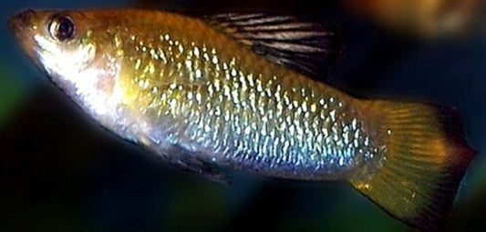Perugiae's Limia,  Limia perugiae