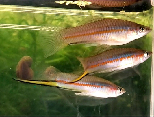 X. Clemencia, Yellow Swordtail "Threatened"