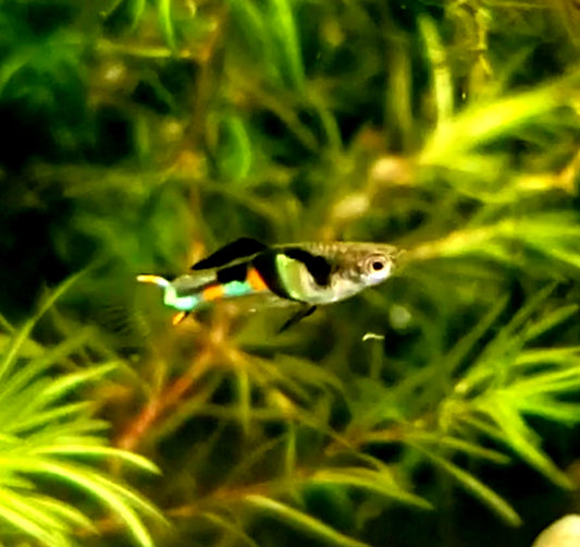 Genuine Campoma,  El Tigre Endler *EBA Certified*