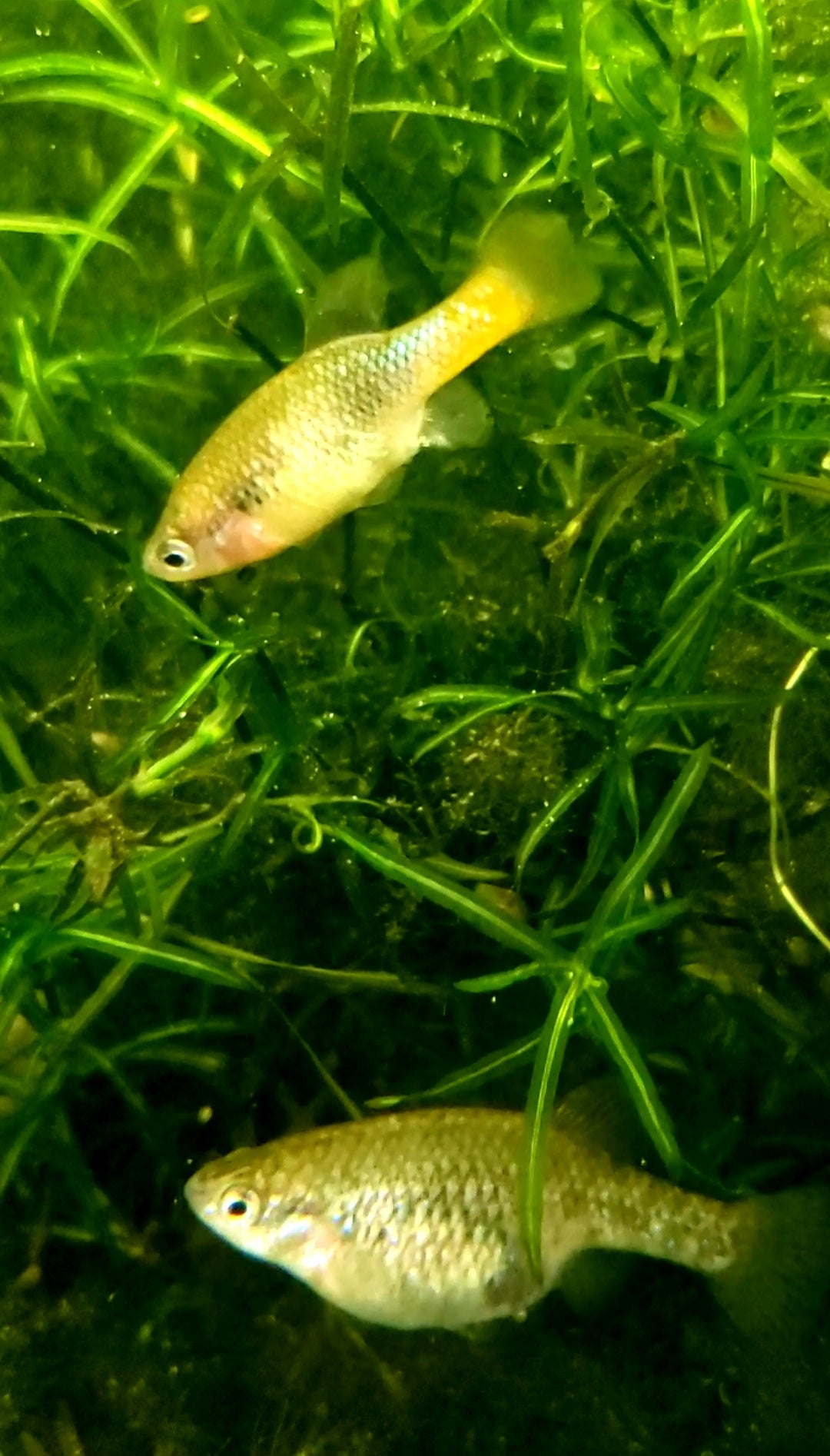 Goodeid (Critically Endangered) San Marcos Redtail Splitfin Goodeid – Good Life ...