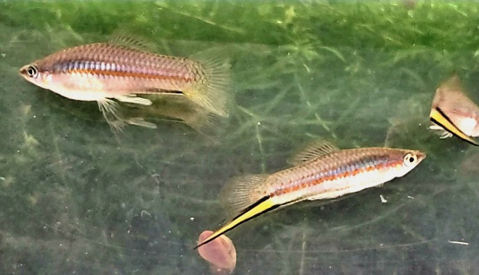 Threatened, Xiphophorus Clemencia, Yellow Swordtail