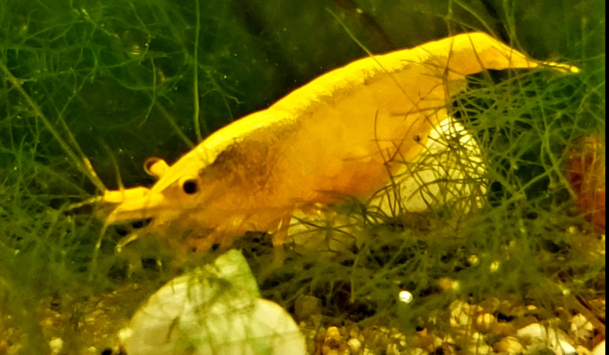 Yellow Gold Back, Neocardina