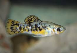 Cuban Banded Limia,  Limia vittata