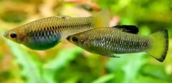 Perugiae's Limia,  Limia perugiae