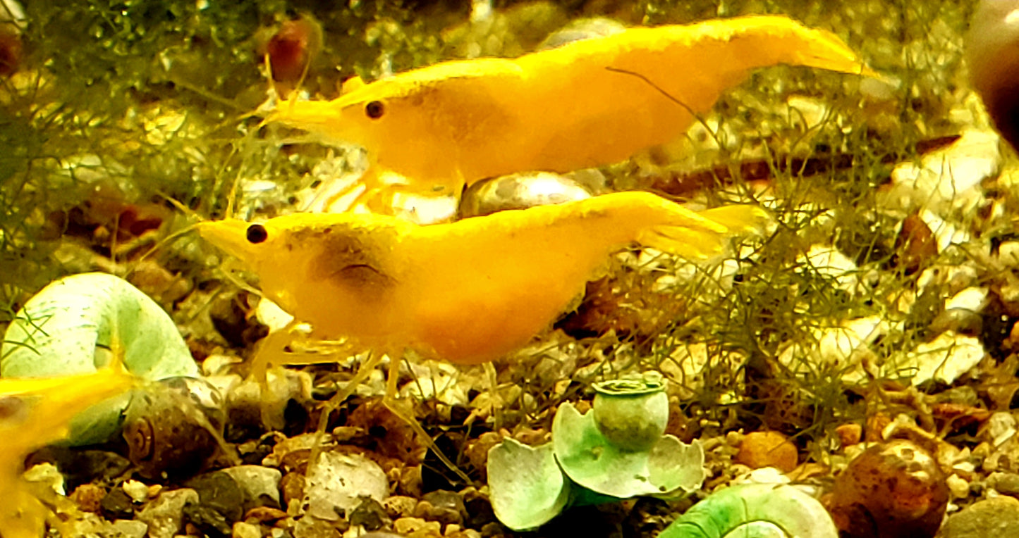 Yellow Gold Back, Neocardina