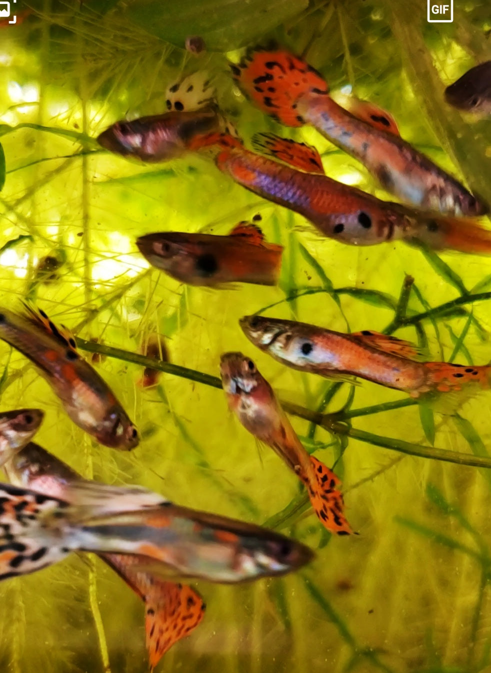 Fancy Orange Guppy