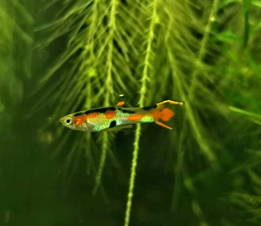 Pure Cumana,  Flametail Endler *EBA Certified*