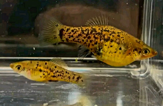Catemaco livebearer, Xiphophorus melleri