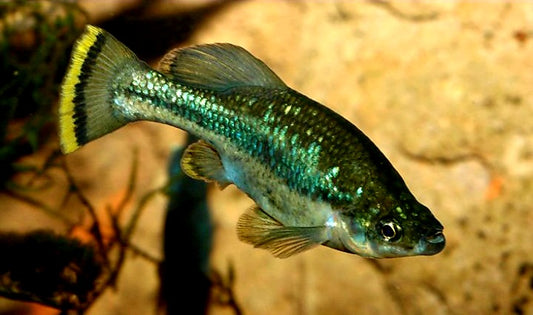Critically Endangered,  Butterfly Splitfin Goodeid