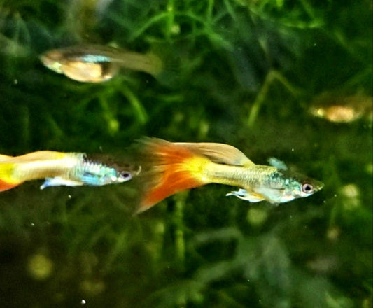 Sunflower Guppy