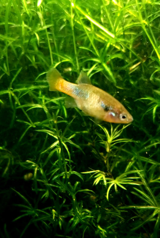 Goodeid RARE AND EXOTIC Fish – Good Life Aquatics