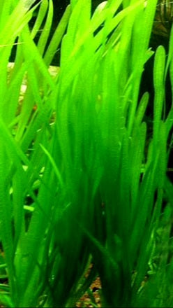 Italian Vallniseria "Val" smaller relative of Jungle Val