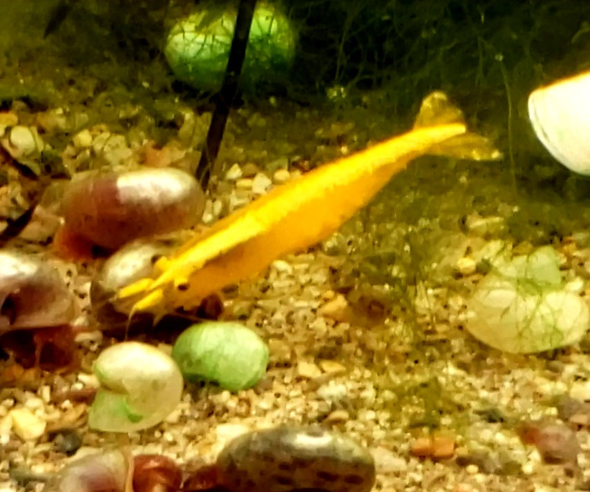 Yellow Gold Back, Neocardina