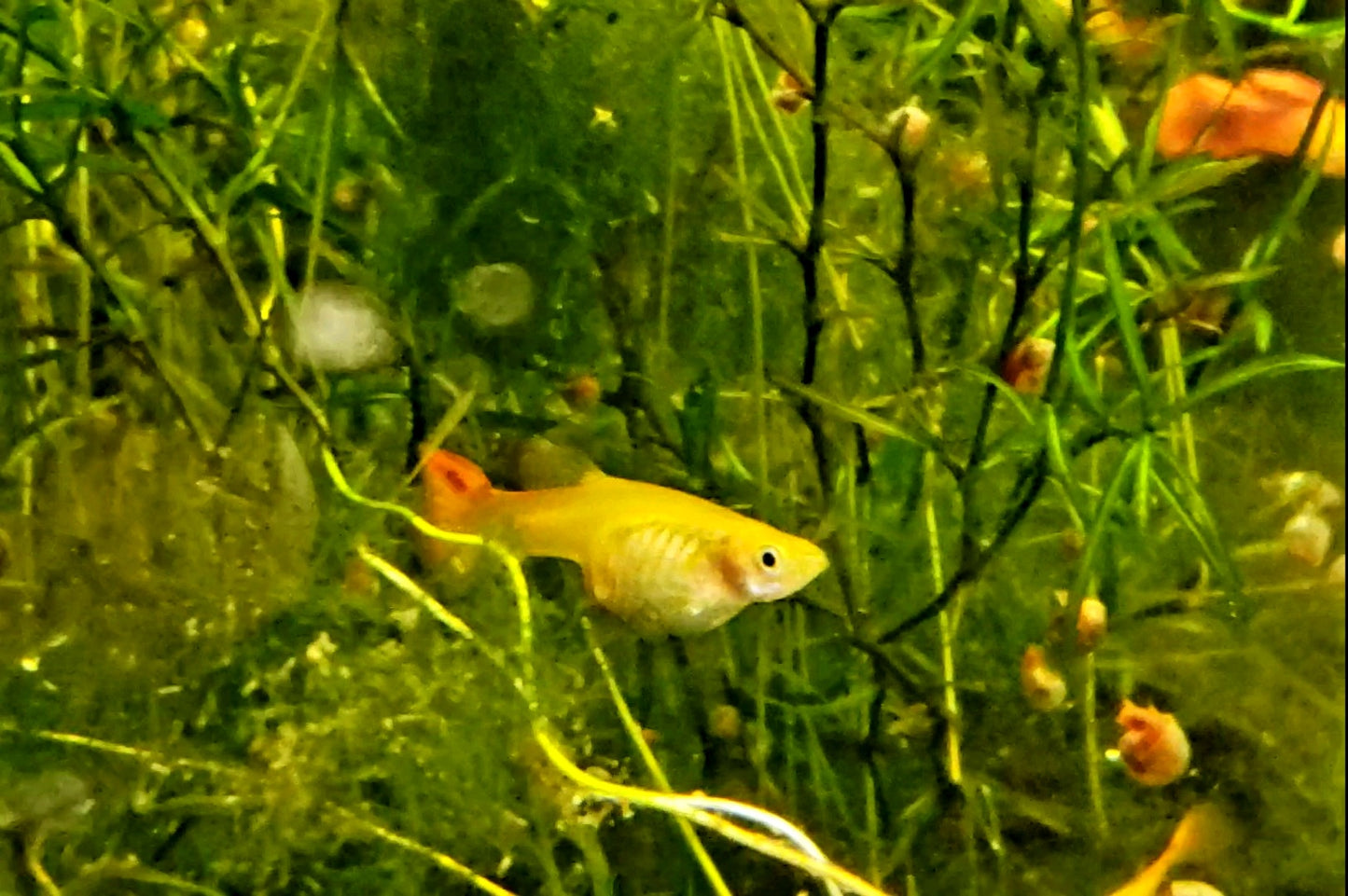 Blonde Cobra