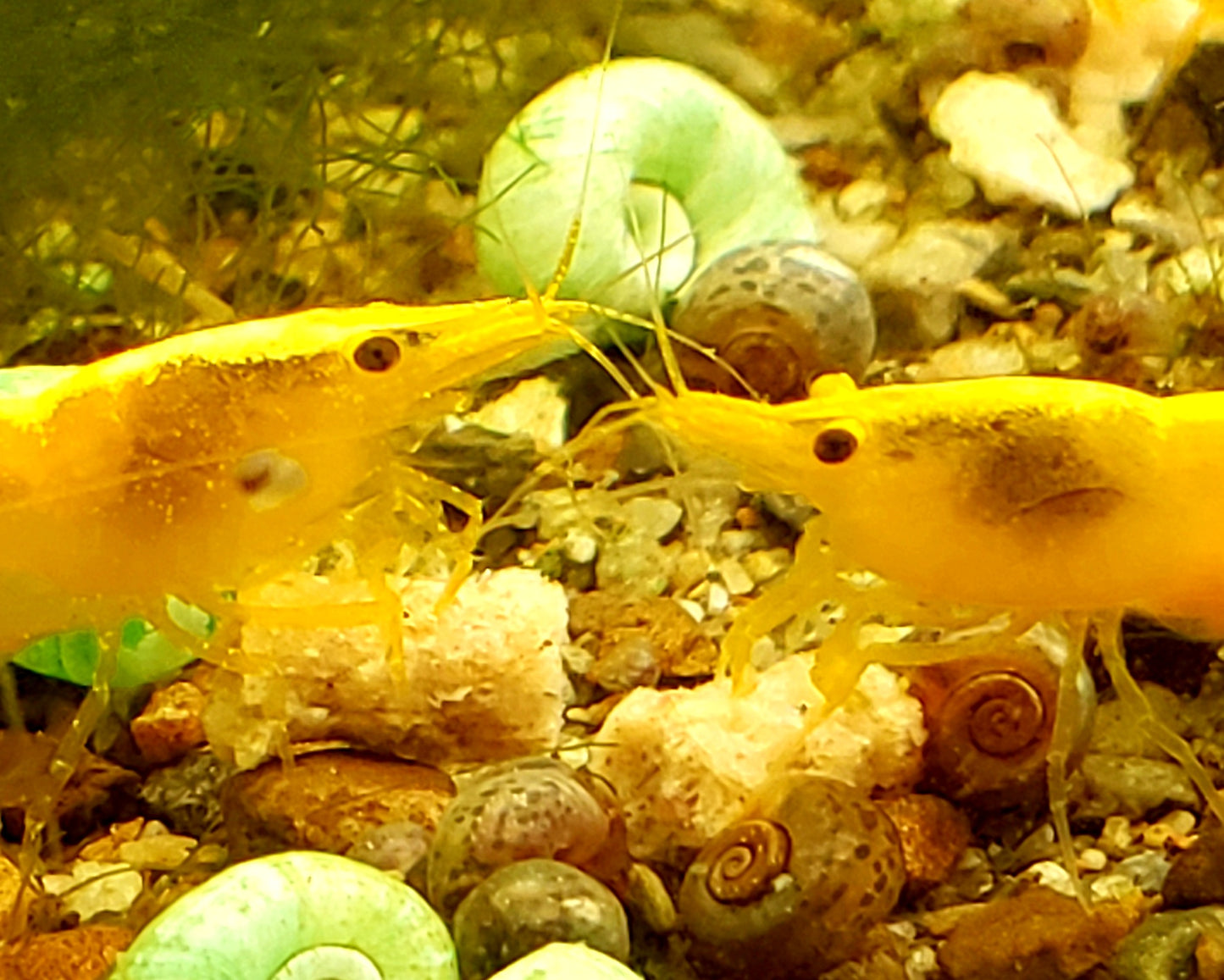 Yellow Gold Back, Neocardina