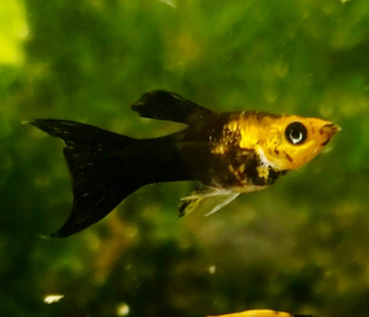 Gold Dust Lyretail Molly