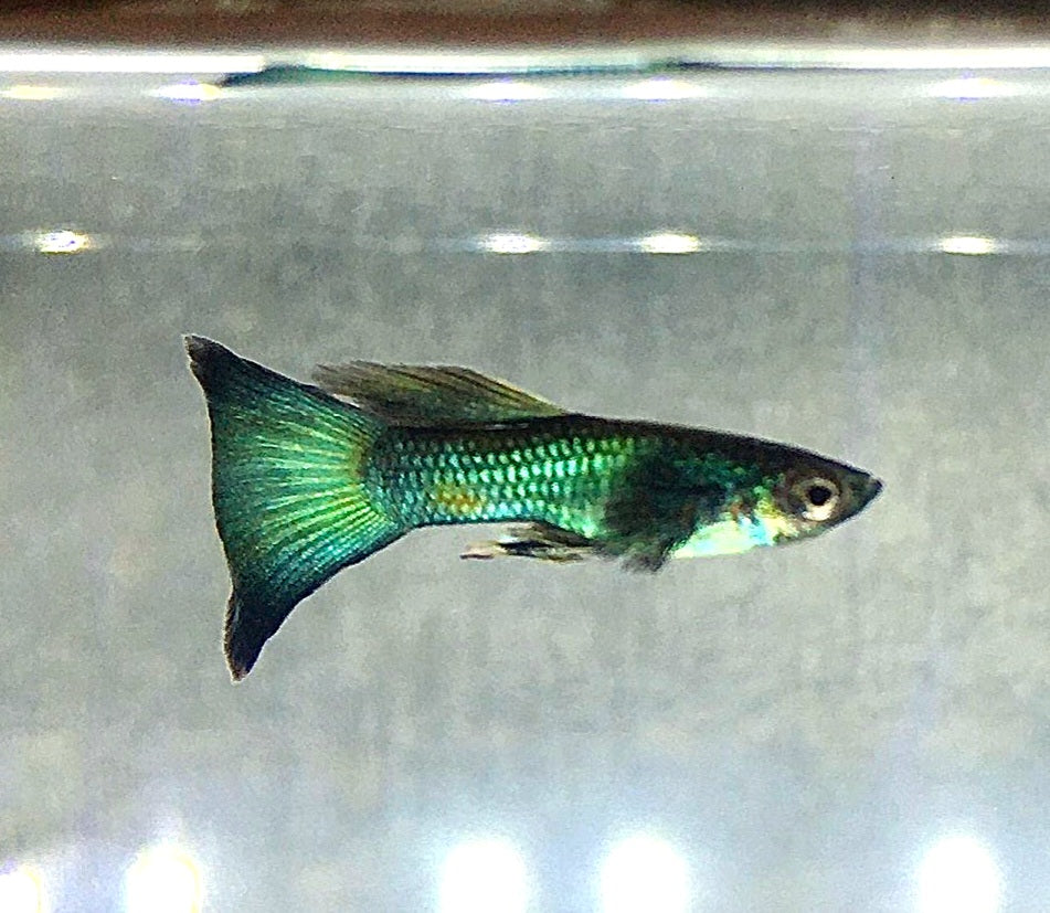Assorted Fancy Guppy "Discounted"