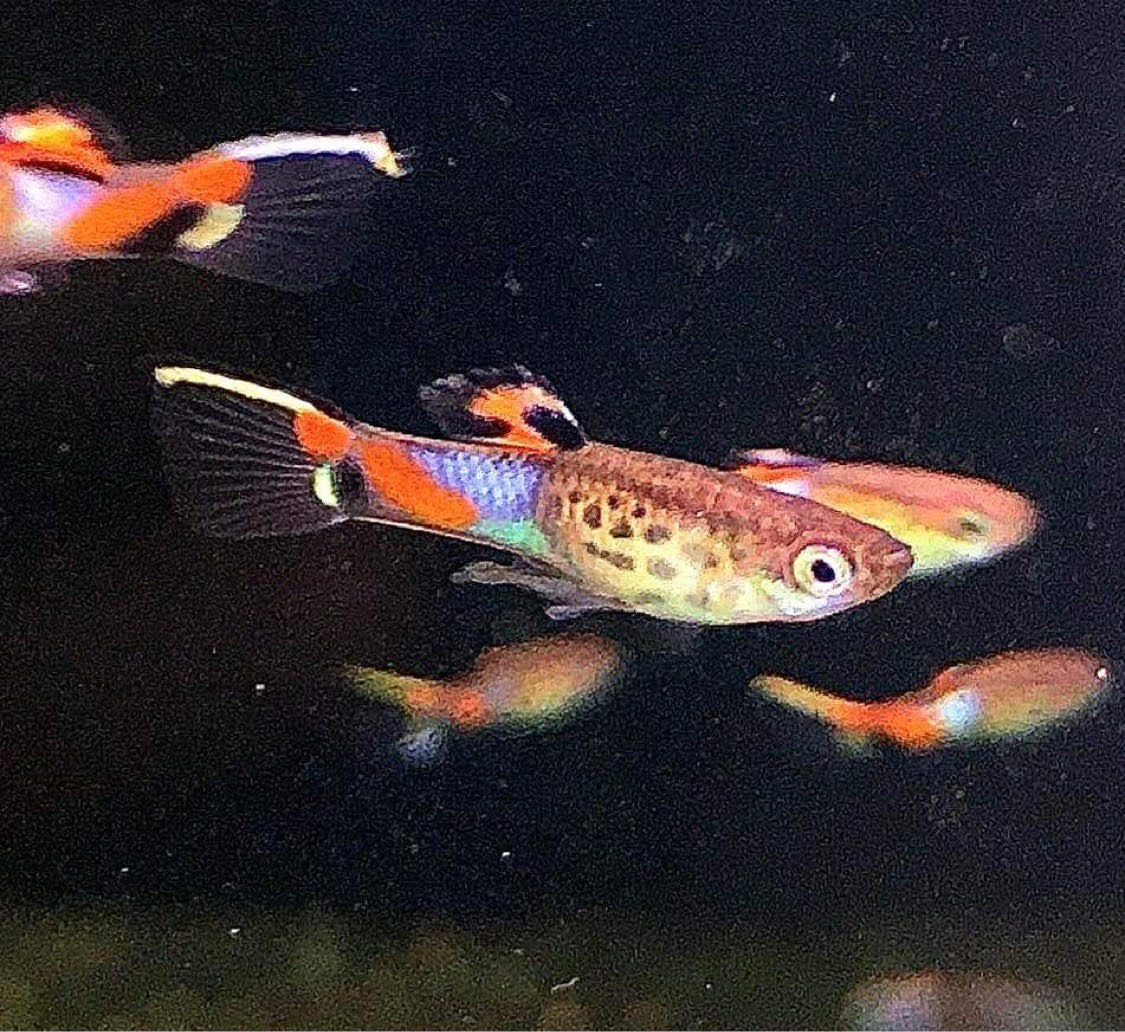 Assorted  Endlers "Discounted"