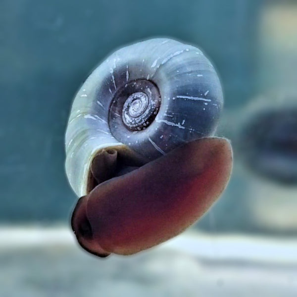 Blue Ramshorn Snails