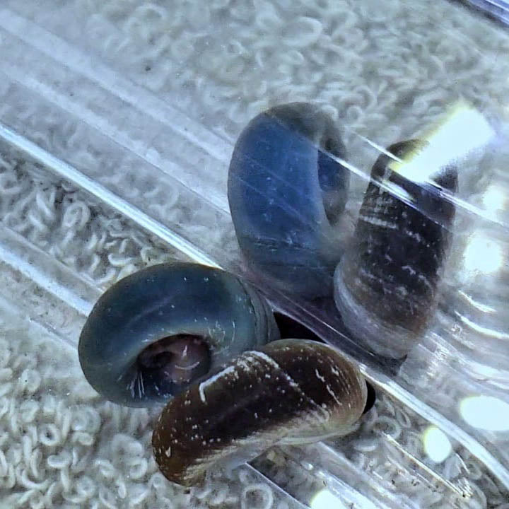 Blue Ramshorn Snails