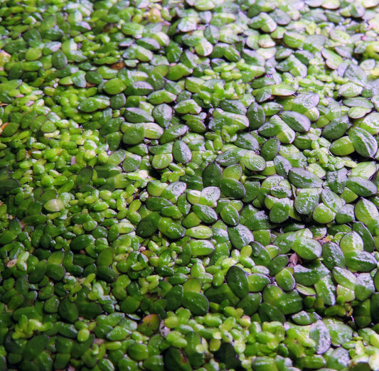 Duckweed