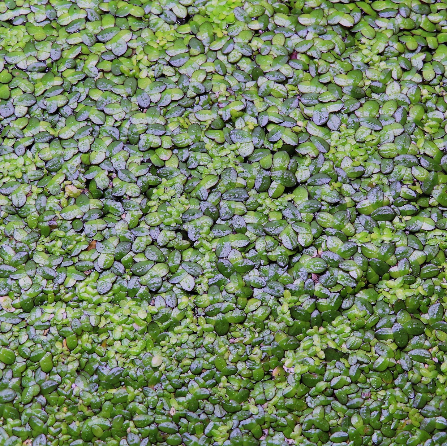 Duckweed