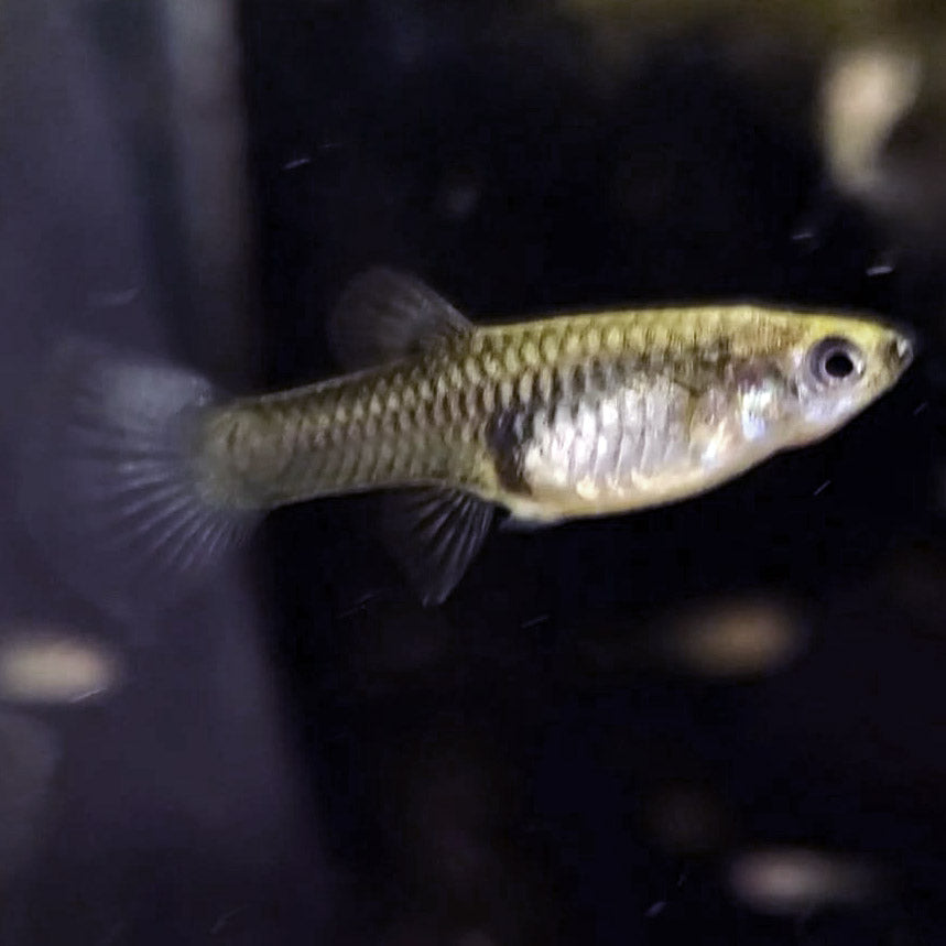 Moscows,  Female