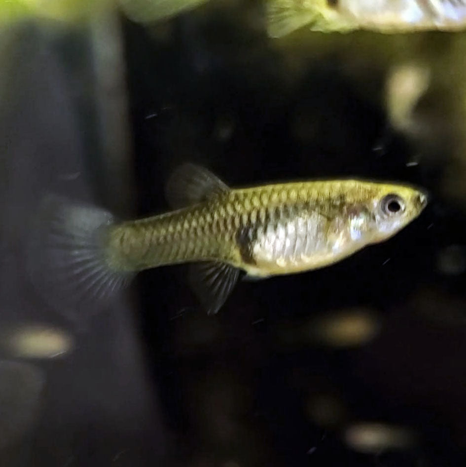 Moscows,  Female
