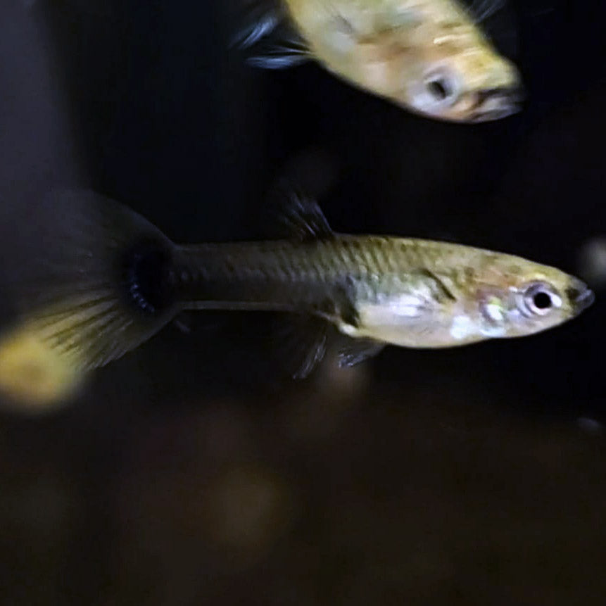 Moscows,  Female
