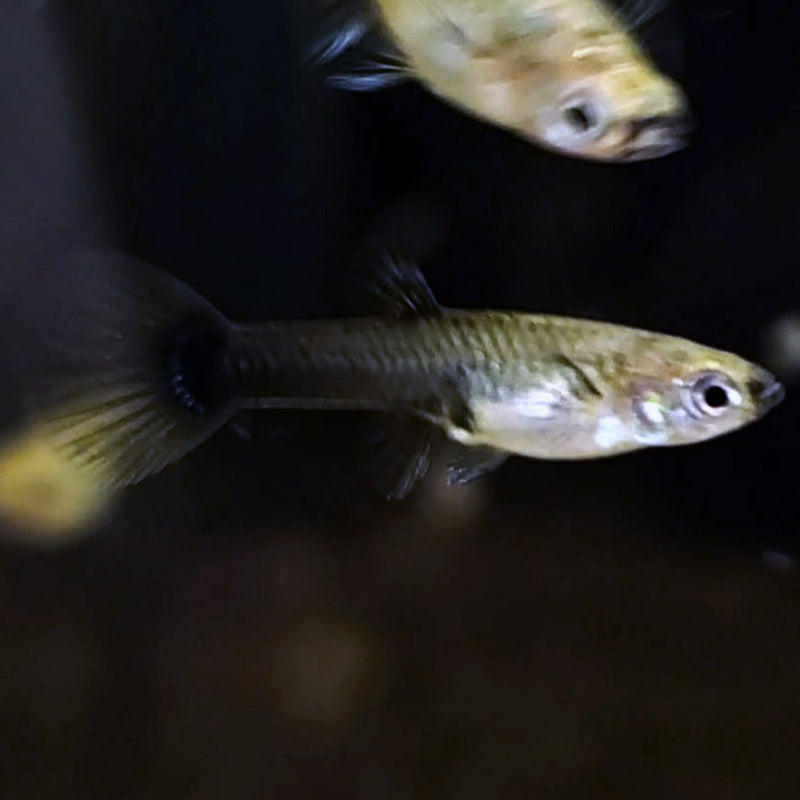 Five Assorted Female Half Black Moscows