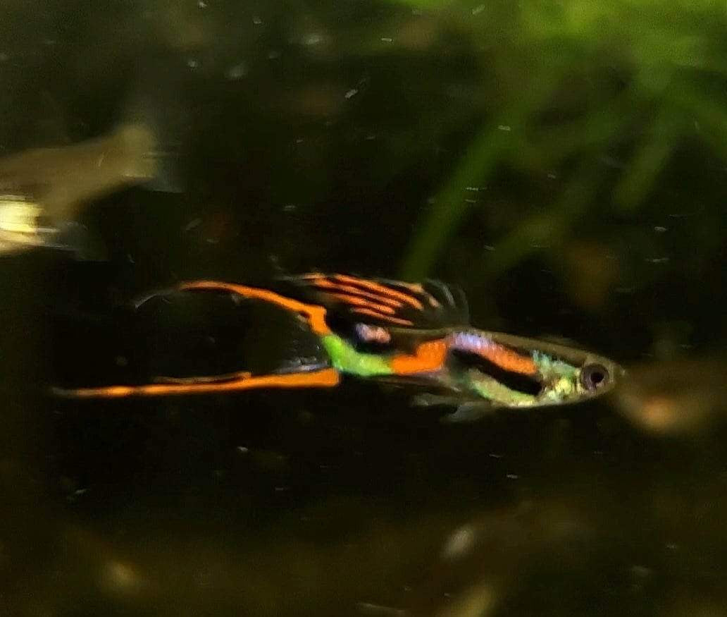 ORIGINAL, Red Asian Lyretail Endler
