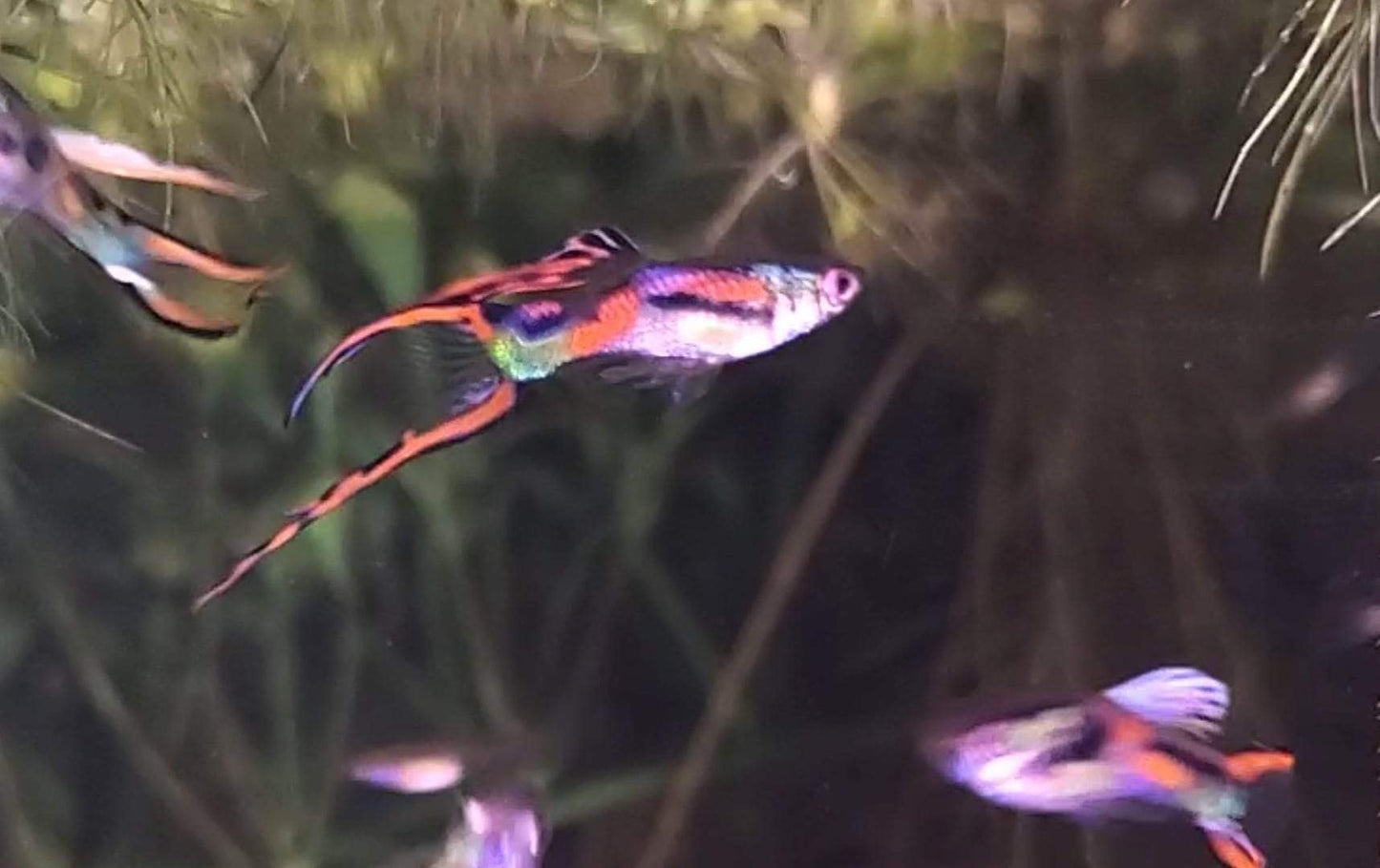 ORIGINAL, Red Asian Lyretail Endler