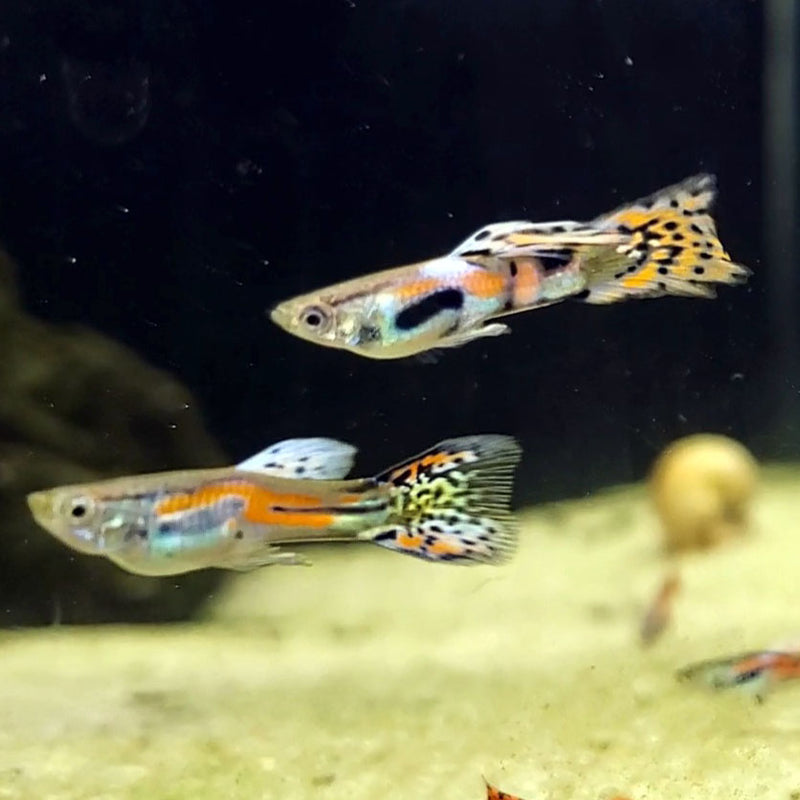 Red Asian Fancy Endlers