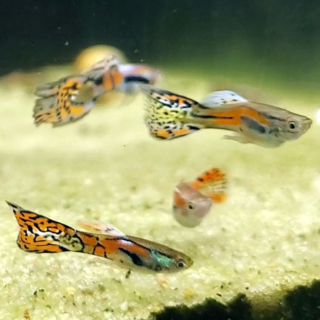 Red Asian Fancy Endlers