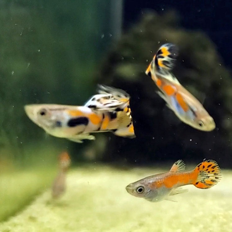 Red Asian Fancy Endlers